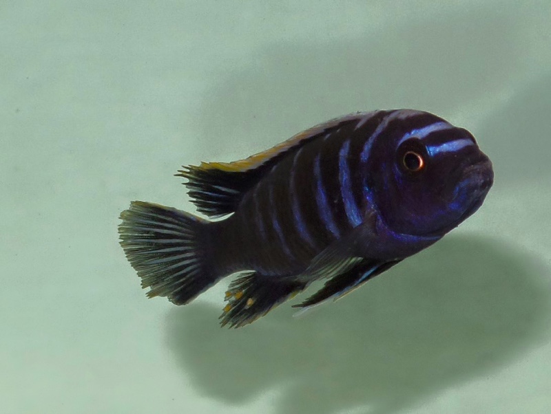 Cynotilapia zebroides 'Ndonga (South)'